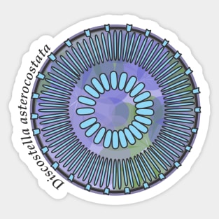 Diatom - Discostella asterocostata (scientific) Sticker